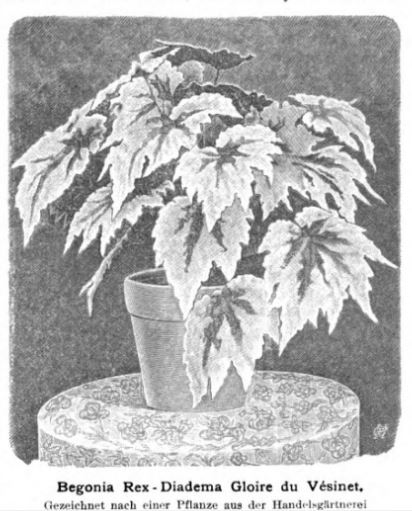 B. ‘Gloire du Vésinet’